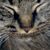 :iconMysteriousWysteria: