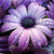 :iconmystic-rain-484: