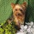:iconmysticmountainkennel: