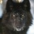 :iconmystiquerosethewolf: