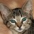 mystyglyttyr :iconmystyglyttyr: