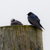 mysweetpea :iconmysweetpea: