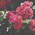:iconmyvanillasky: