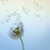 :iconmyxlittlexcorner: