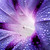 :iconmzbevhills: