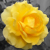 :iconn-bahamut: