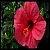 :iconn-nygren: