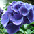 :iconn-zet: