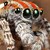 :iconnaanthros: