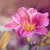 :iconnabivphoto: