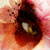 :iconnadram: