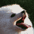 :iconnadubi: