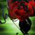 :iconnairica: