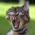 :iconnairolf47: