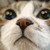 :iconnakanishiazzu: