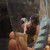 :iconnaludog11: