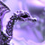 :iconnalyra:
