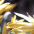 :iconnamelessimp: