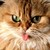 :iconnamestop:
