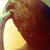 :iconnamie-kuninobu: