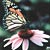 :iconnaminexbutterfly: