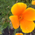 NancyMiyas :iconnancymiyas: