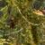 :iconnani-midori: