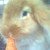 :iconnanindaart: