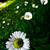 :iconnaomiwonder: