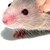 :iconnaphta85: