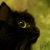 :iconnarcat: