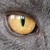 :iconnarmattary:
