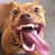 :iconnarnianbulldog: