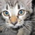 :iconnarniathekitten: