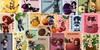 :iconnarutofanclub13261:
