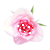 :iconnasaym-baghdadya: