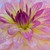 :iconnasim-sw: