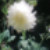 :iconNasire: