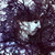 :iconnasnia: