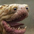 :iconnastv: