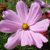 :iconnatabelle:
