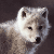 :iconnatalya-shonski: