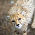 :iconnathtropia: