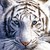 :iconnati11184: