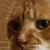 :iconnational-velvet: