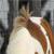 :iconnativehorse32: