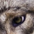 :iconnativewolfpup: