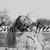 :iconnatkaaa1915: