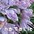 :iconnatnotgnat: