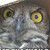 :iconnatsume-senpai: